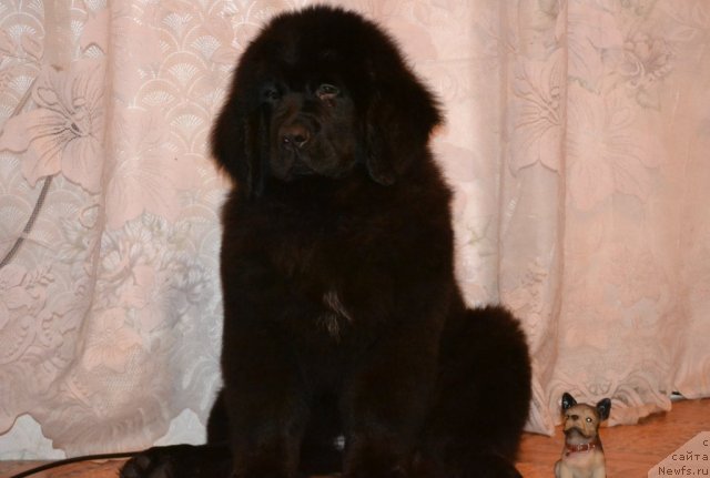 Фото: ньюфаундленд Скарлет О'Хара