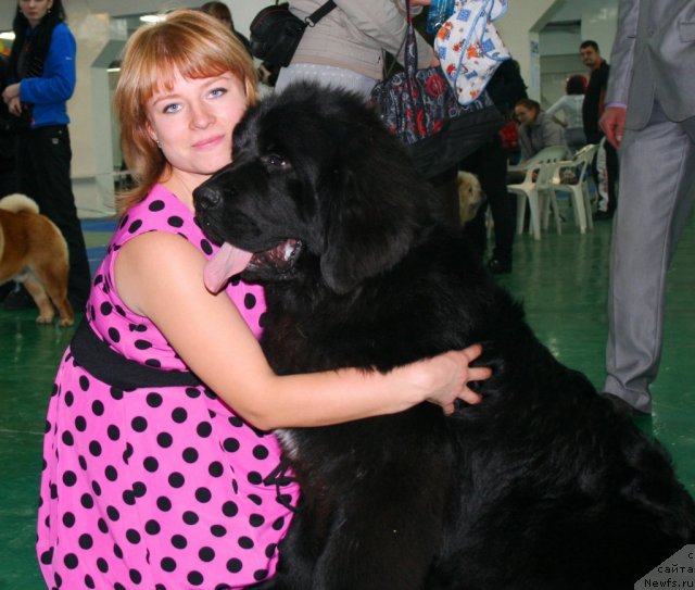 Фото: ньюфаундленд Супер Премиум Лиллихаммер (Super Premium Lillihamer), Виктория Замятина