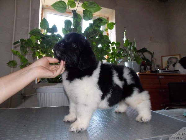 Фото: ньюфаундленд Кипер Соул Найс Гай (Keeper Soul Nice Guy)