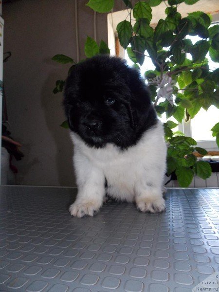 Фото: ньюфаундленд Кипер Соул Найс Гай (Keeper Soul Nice Guy)