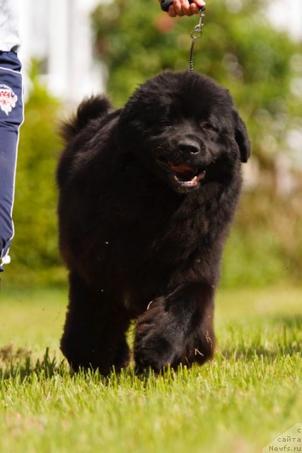 Фото: Bears Cove Lady Ga-Ga