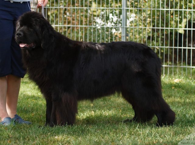 Фото: Bears Cove Lady Ga-Ga