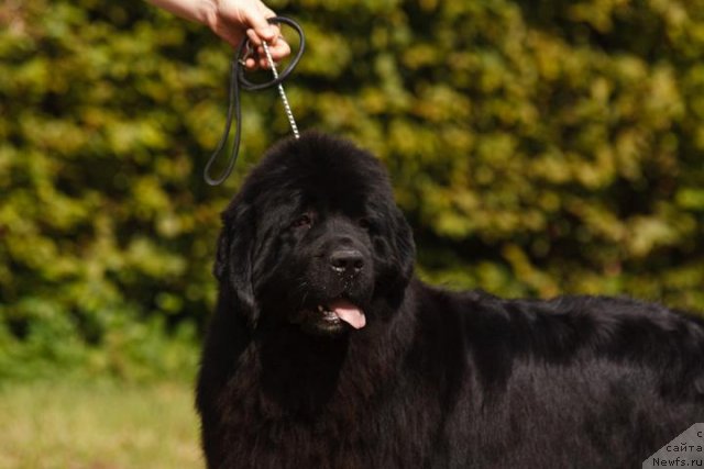 Фото: Bears Cove Lady Ga-Ga