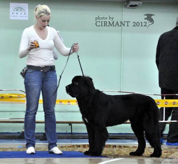 Фото: Екатерина Зайцева, ньюфаундленд Питерньюф Нота Бене (Piternyuf Nota Bene)