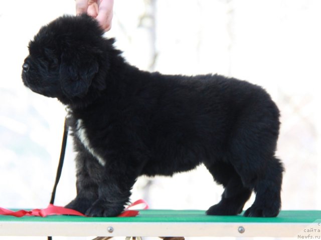 Фото: ньюфаундленд Аквиан Сонг Инсайд Ми Ворд