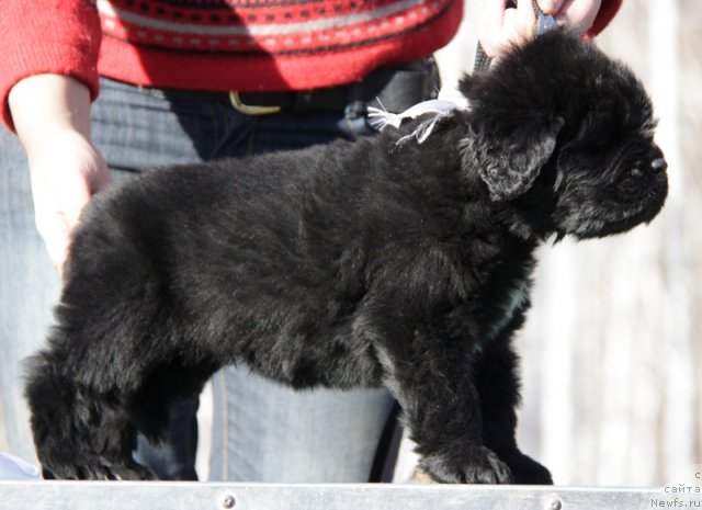 Фото: ньюфаундленд Аквиан Сонг Инсейшибел Лайф