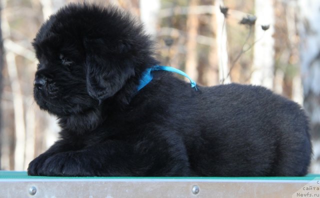 Фото: ньюфаундленд Аквиан Сонг Иллюзион