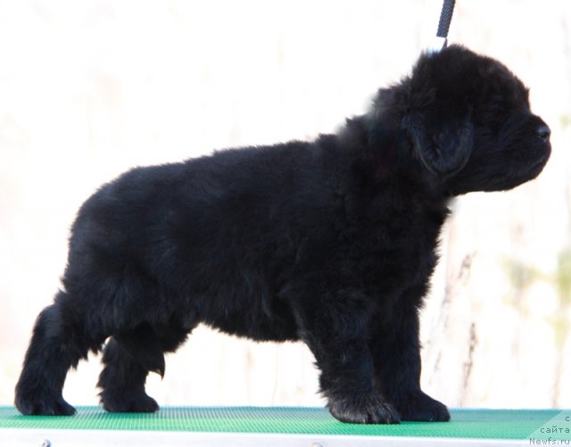 Фото: ньюфаундленд Аквиан Сонг Имменси Дрим