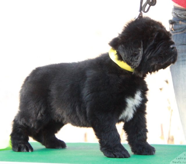 Фото: ньюфаундленд Аквиан Сонг Идзуми