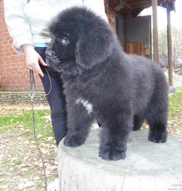 Фото: ньюфаундленд Супер Премиум Мармелад