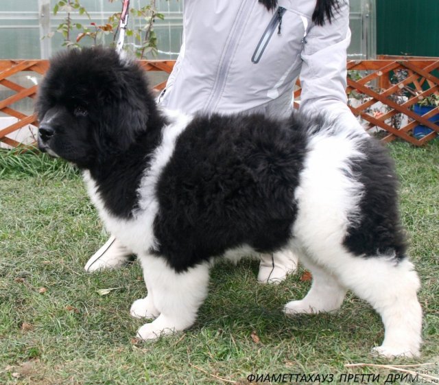 Фотография № 108840