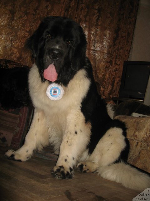 Фотография № 108842