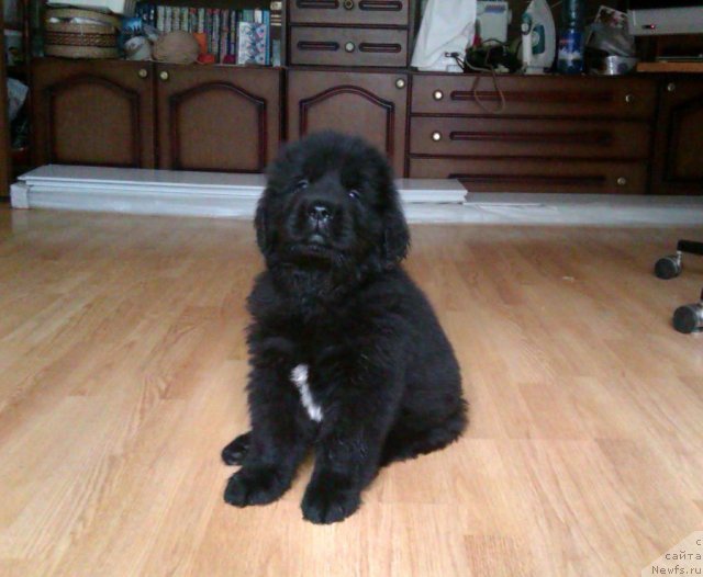 Фото: ньюфаундленд Ньюфорт Холд Ми Клоуз