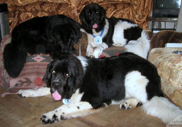 Фото: ньюфаундленд Бьянка Седьмое Чудо Света, ньюфаундленд Раффаэла Стильная Кокетка, ньюфаундленд Риккардо Хранитель Души