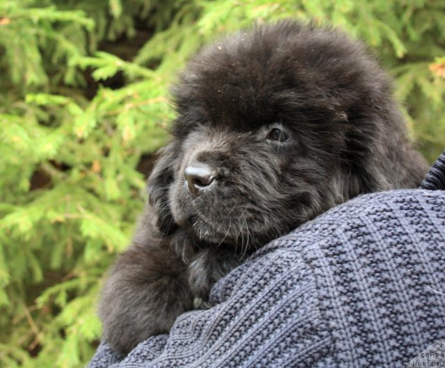 Фото: ньюфаундленд Ньюфорт Хай Борн