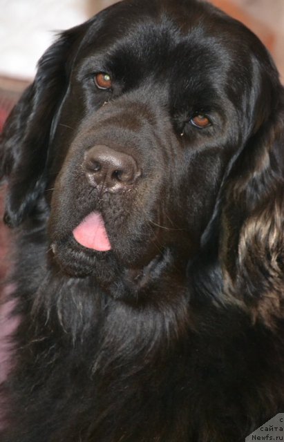 Фото: ньюфаундленд Незнакомка из Чайковского Джессика