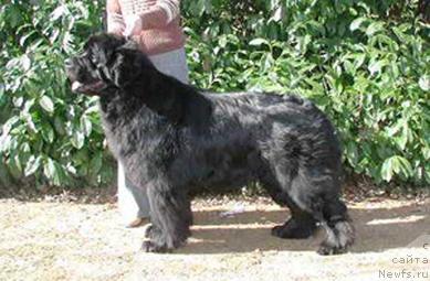 Фото: ньюфаундленд Newf Mermaid Xai