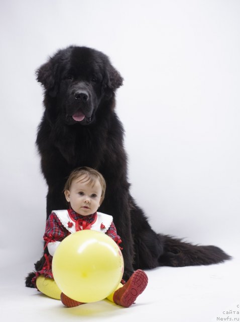 Фото: ньюфаундленд Принц Альфинский