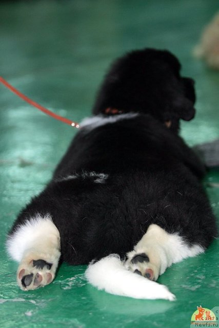 Фото: ньюфаундленд Фиаметтахауз Принцесс Бьюти