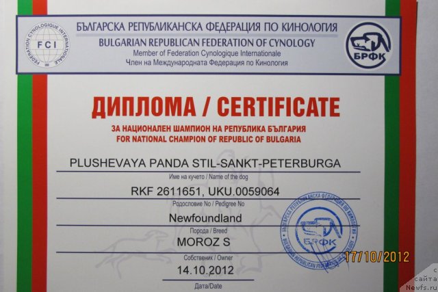 Фото: ньюфаундленд Плюшевая Панда Стиль-Санкт-Петербурга