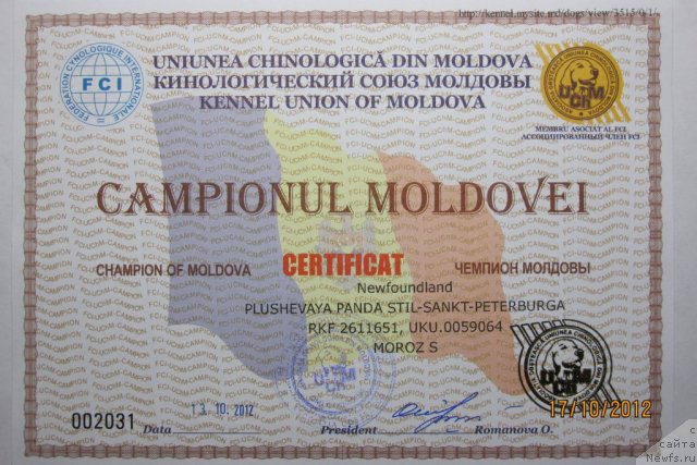 Фото: ньюфаундленд Плюшевая Панда Стиль-Санкт-Петербурга