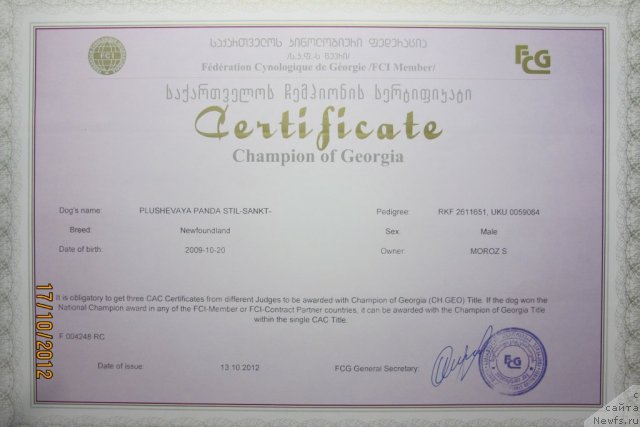 Фото: ньюфаундленд Плюшевая Панда Стиль-Санкт-Петербурга