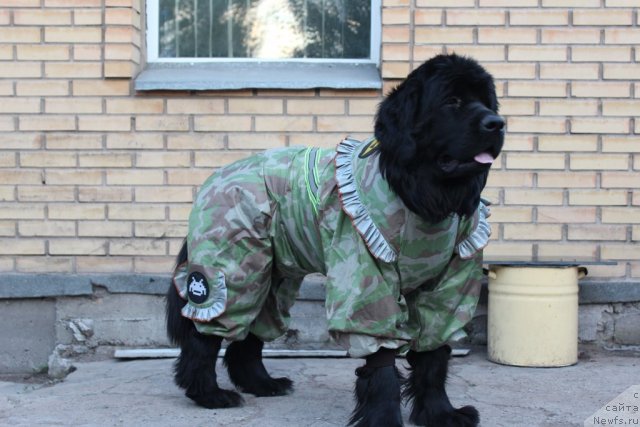 Фото: Татьяна Рустанова, ньюфаундленд Кара Аюлар Алмазная Принцесса