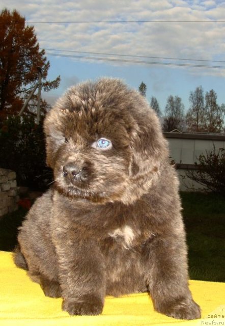 Фото: ньюфаундленд Fairweathers Rare and Precious, Татьяна Яковлева