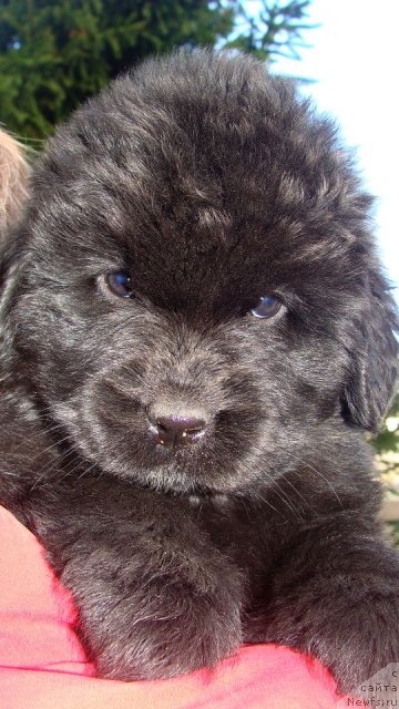 Фото: ньюфаундленд Fairweathers Rare and Precious, Татьяна Яковлева