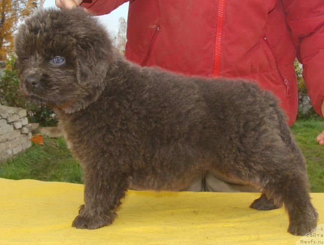 Фото: ньюфаундленд Fairweathers Rare and Precious, Татьяна Яковлева