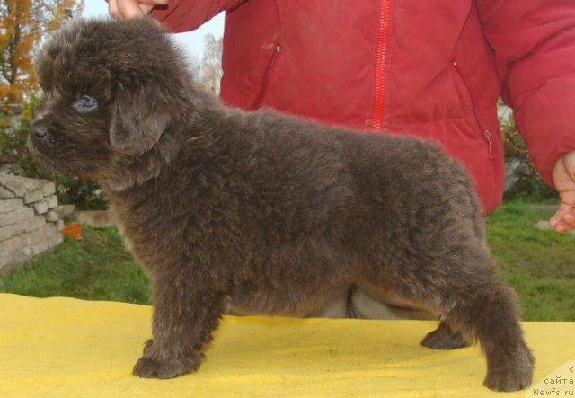 Фото: ньюфаундленд Fairweathers Rare and Precious, Татьяна Яковлева