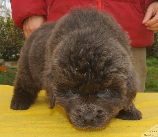 Фото: ньюфаундленд Fairweathers Rare and Precious, Татьяна Яковлева