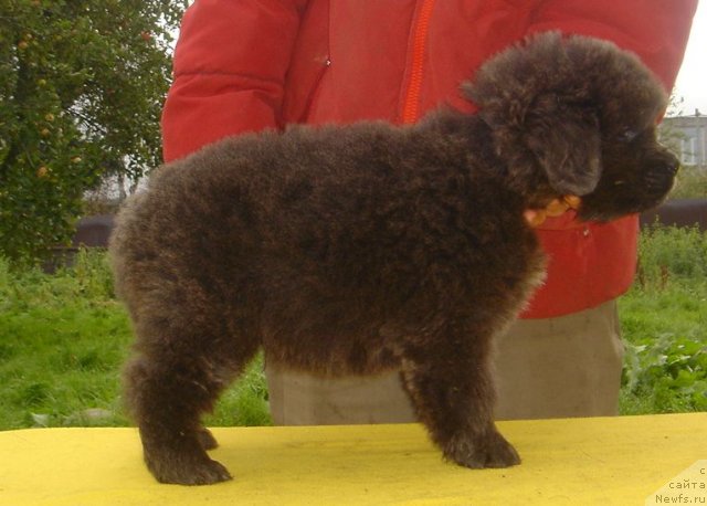 Фото: ньюфаундленд Fairweathers Rare and Precious, Татьяна Яковлева