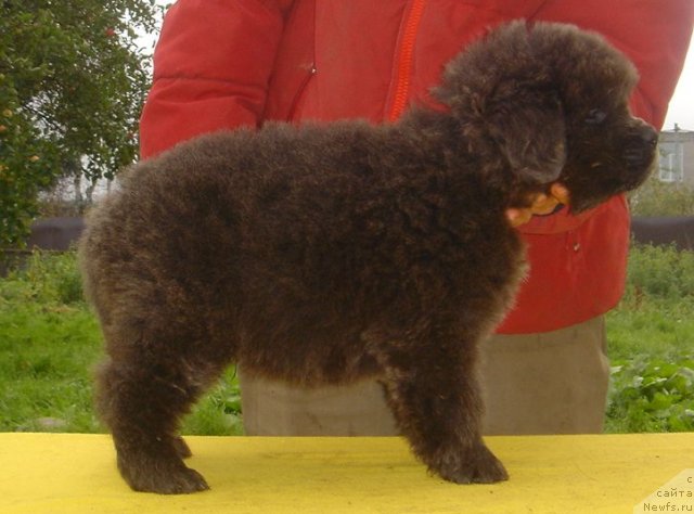 Фото: ньюфаундленд Fairweathers Rare and Precious, Татьяна Яковлева