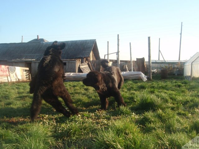 Фото: ньюфаундленд Ньюфорт Тайм'с Голд Алекса, ньюфаундленд Ньюфорт Уитни Традиция Легенды