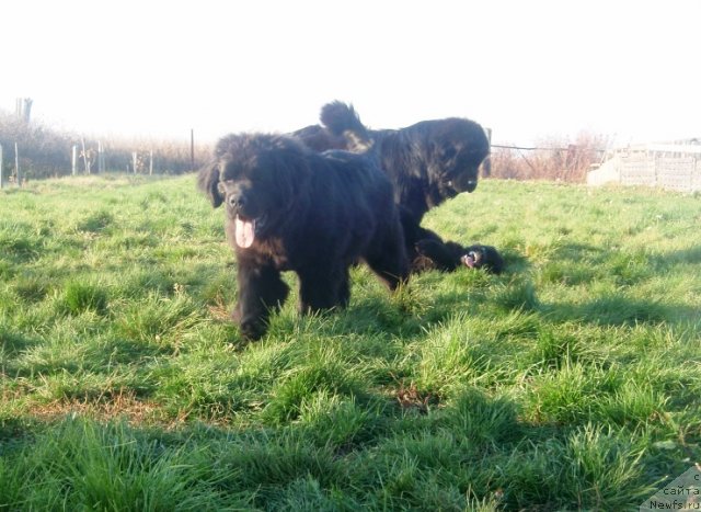 Фото: ньюфаундленд Ньюфорт Натали (Njufort Natali), ньюфаундленд Ньюфорт Уитни Традиция Легенды, ньюфаундленд Ньюфорт Тайм'с Голд Алекса