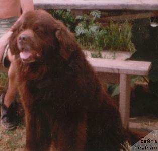 Фото: ньюфаундленд Грэм Алриф Ботсвейн