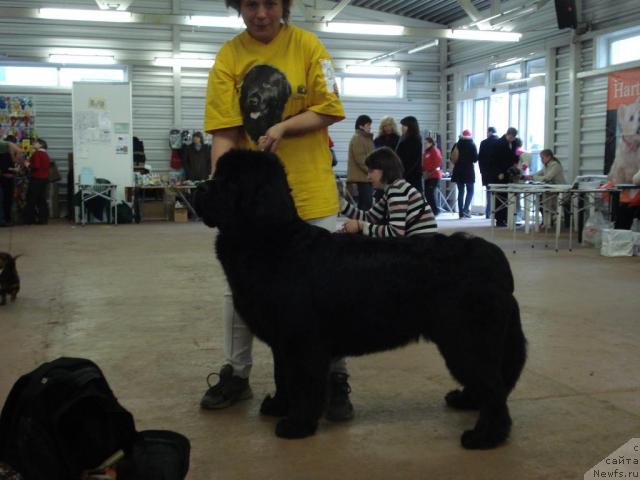 Фото: ньюфаундленд Талула Белл (Talula Bell), Анна Ковалёва
