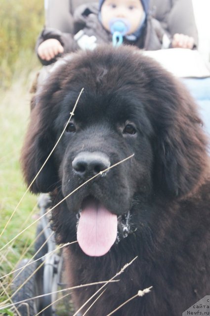 Фото: ньюфаундленд Бегущая по Волнам Фогет Ми Нот