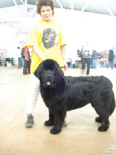 Фото: ньюфаундленд Талула Белл (Talula Bell), Анна Ковалёва