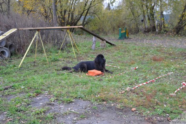 Фото: ньюфаундленд Сент Джонс Ульрика (Sent Djons Ulrika)