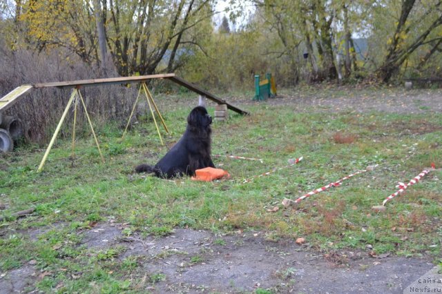 Фото: ньюфаундленд Сент Джонс Ульрика (Sent Djons Ulrika)