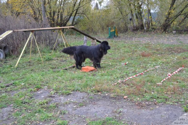 Фото: ньюфаундленд Сент Джонс Ульрика (Sent Djons Ulrika)