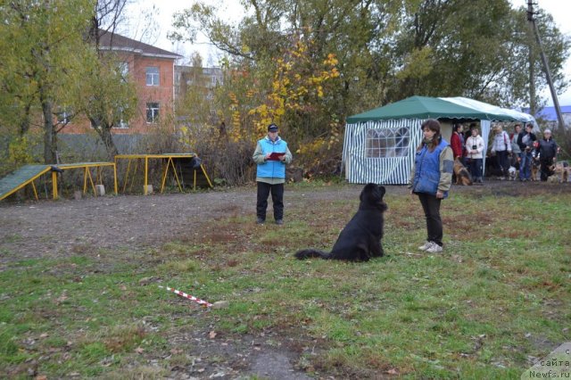 Фото: ньюфаундленд Сент Джонс Ульрика (Sent Djons Ulrika)