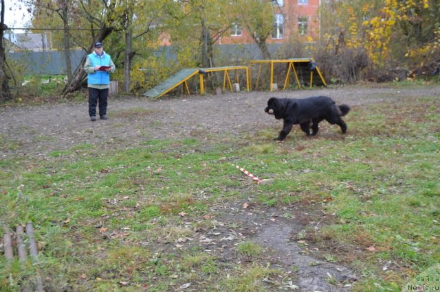 Фото: ньюфаундленд Сент Джонс Ульрика (Sent Djons Ulrika)