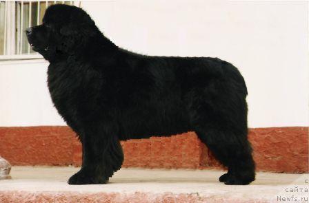 Фотография № 109