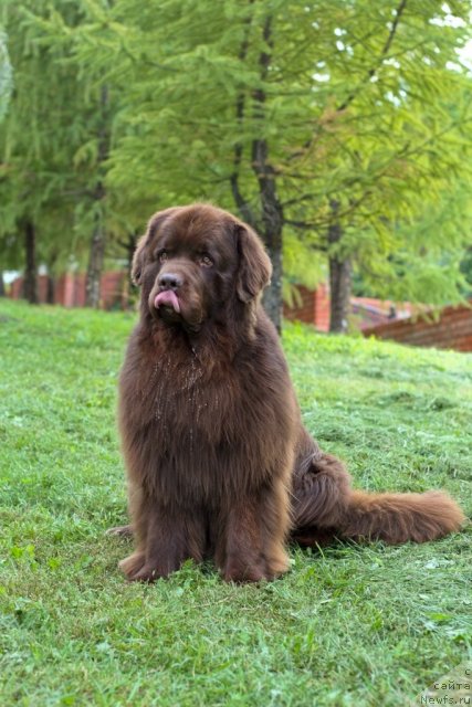 Фотография № 109000