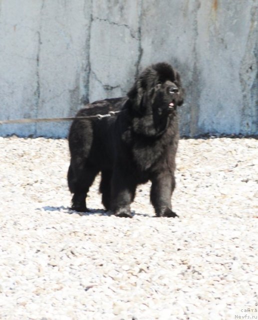 Фотография № 109005