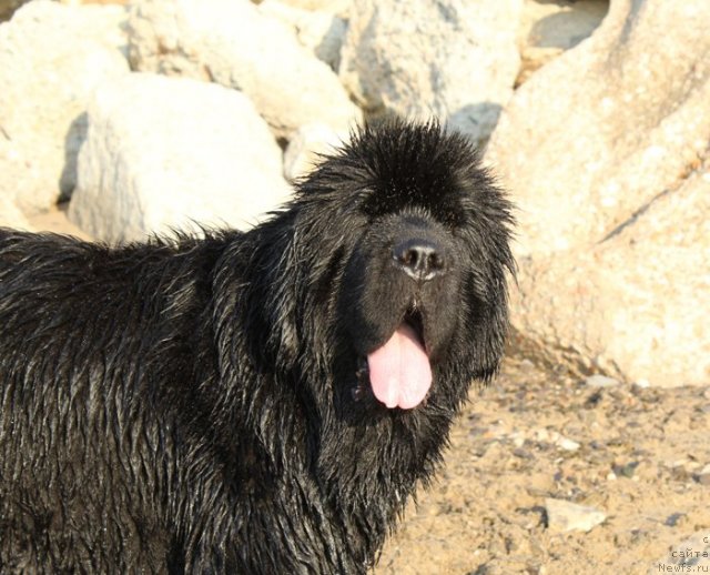 Фото: ньюфаундленд Бегущая по Волнам Вся Такая Растакая (Beguschaya po Volnam Vsya Takaya Rastakaya)