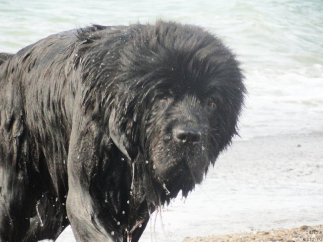 Фото: ньюфаундленд Бегущая по Волнам Дансинг Квин (Beguschaya po Volnam Dancing Queen)